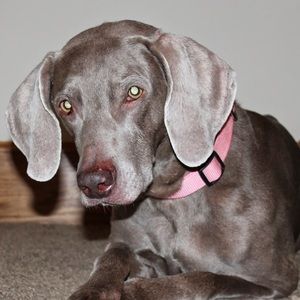 Meet your Posher, Nathan & jennifer